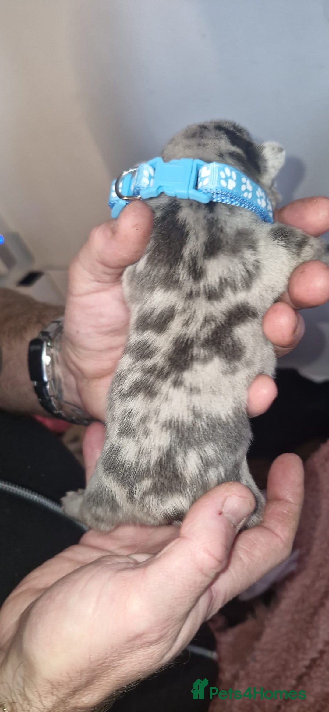 French Bulldog dogs for sale: Beautiful French bulldog puppies  - Advert 14