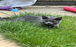 Scottish Fold cats for sale: Scottish straight boy  - Image 8