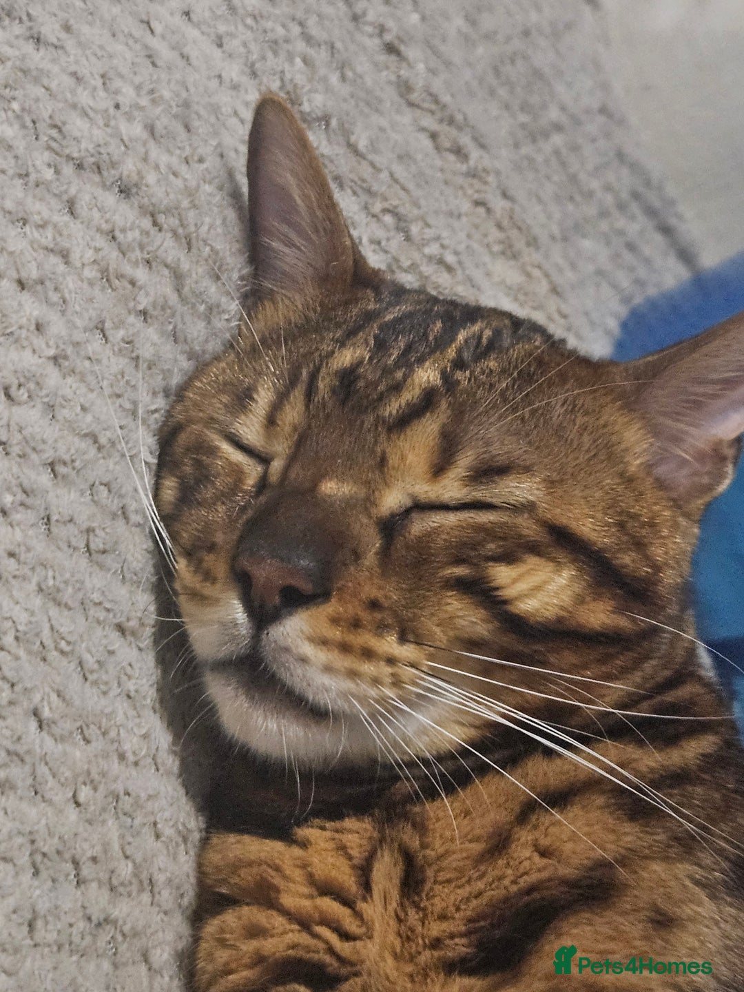 Bengal cats for sale: Gorgeous Bengal Glitter Boy - Advert 2