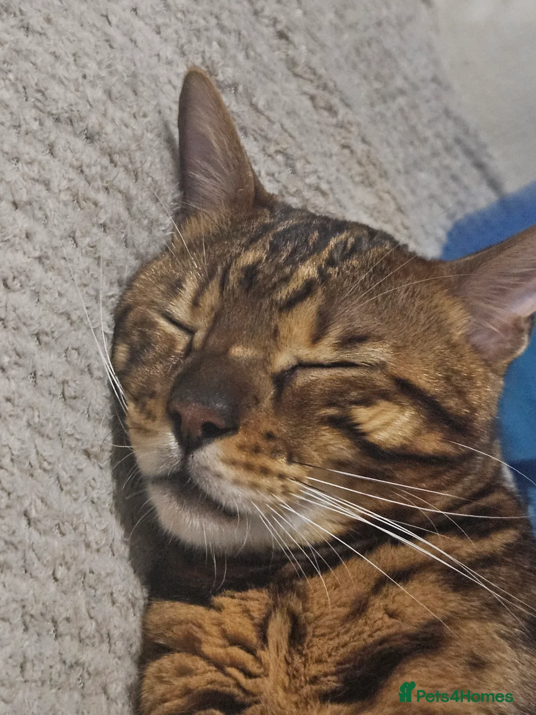 Bengal cats for sale: Gorgeous Bengal Glitter Boy - Advert 2