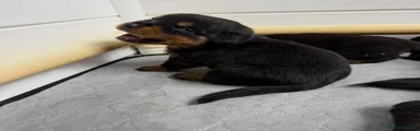 Rottweiler 1