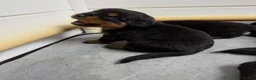 Rottweiler dogs for sale: Gentle Hearts & Beautiful Pure Rottweilers  - Advert 7