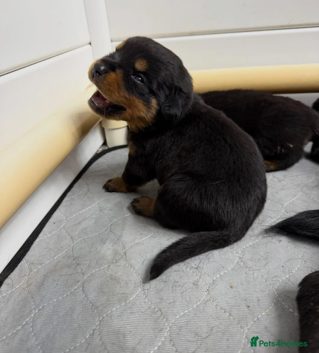 Rottweiler dogs for sale: Gentle Hearts & Beautiful Pure Rottweilers  - Advert 7