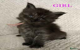 Maine Coon cats for sale: MaineCoon Kittens For Sale Black Smoke - Image 7
