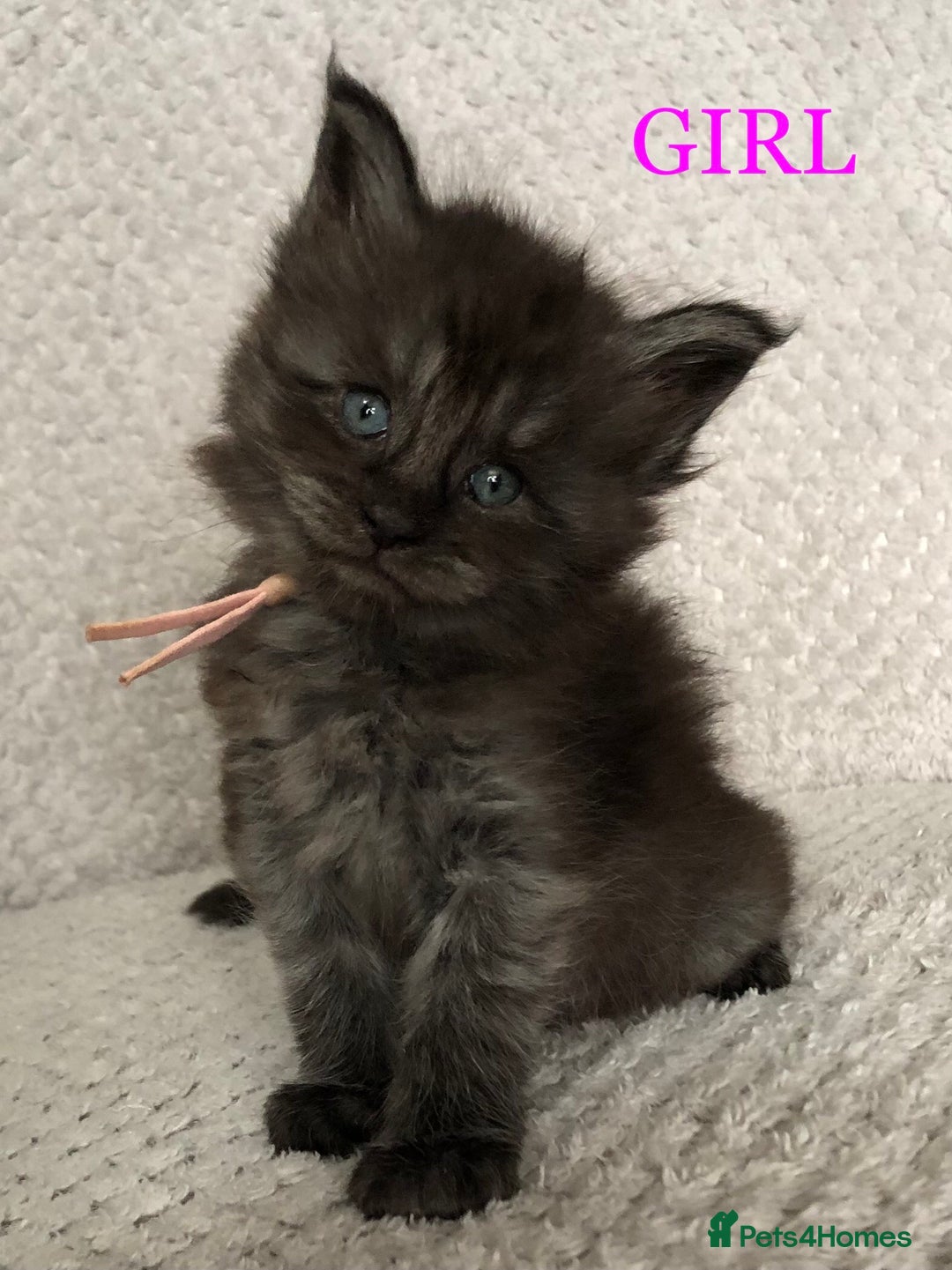 Maine Coon cats for sale: MaineCoon Kittens For Sale Black Smoke - Image 7