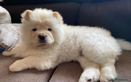 Chow Chow dogs for sale: Adorable Chow Chow puppy - Image 3