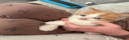 Mixed Breed cats for sale: Beautiful baby kittens  - Advert 10