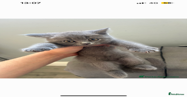British Shorthair cats - Advert 3