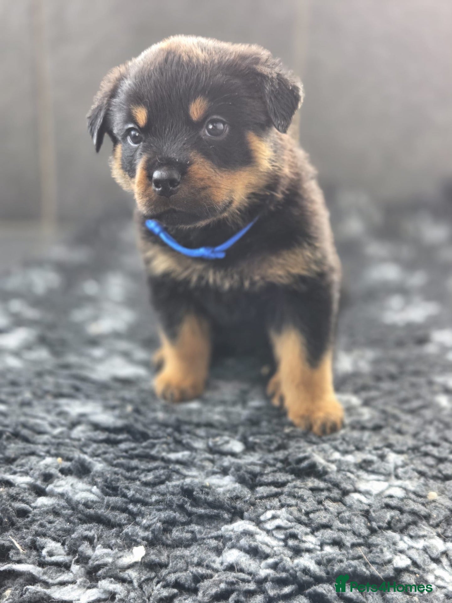 Rottweiler dogs for sale: Gorgeous Rottweiler Puppies Last Girl Available  - Advert 13