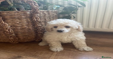 Toy Poodle dogs - Advert 11