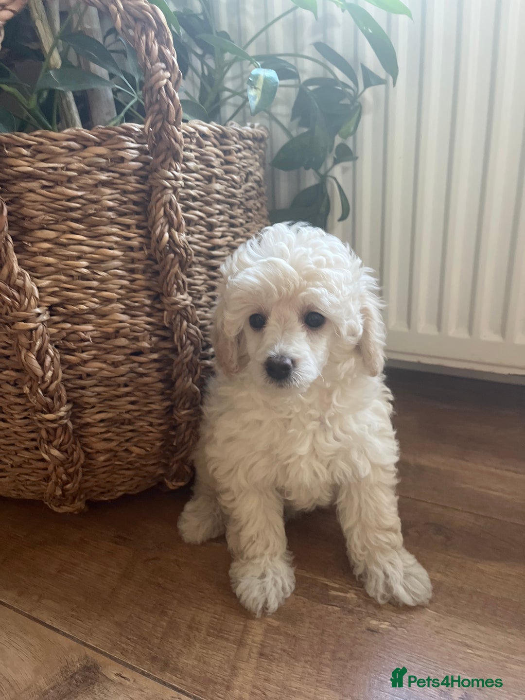Toy Poodle dogs for sale: 🐩 REDUCED KC Reg Toy poodle puppy hereditaryclear - Image 2