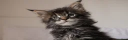 Maine Coon cats for sale: 3 Beautiful Russian import Maine coon kittens TICA - Advert 25