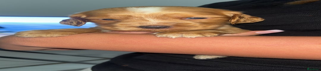 Cocker Spaniel Puppy 1