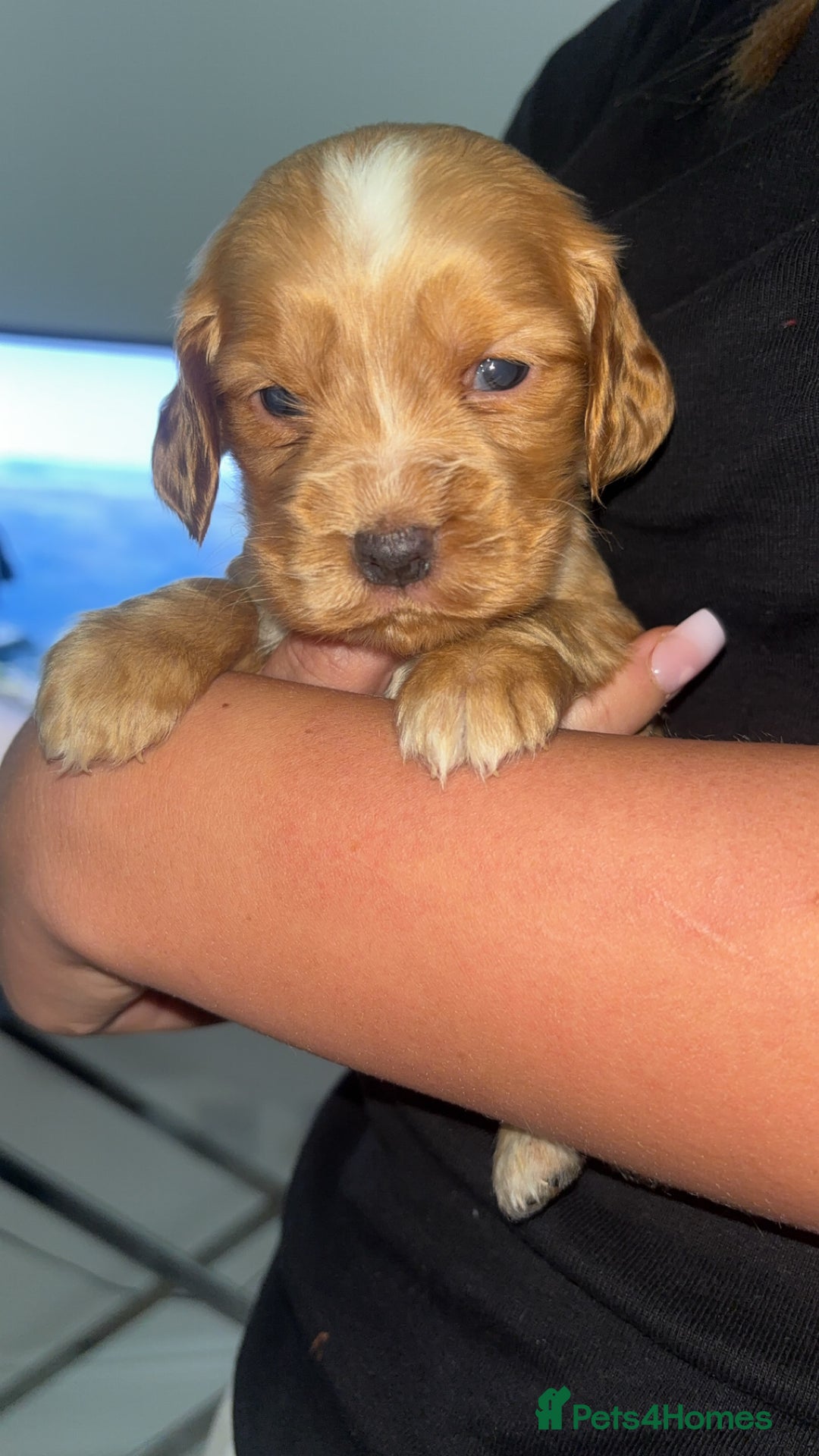 Cocker Spaniel dogs for sale: Gorgeous cocker spaniel puppies - Advert 3