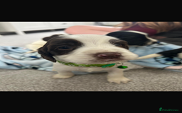 Sprocker dogs for sale: Sprocker puppies  - Image 1