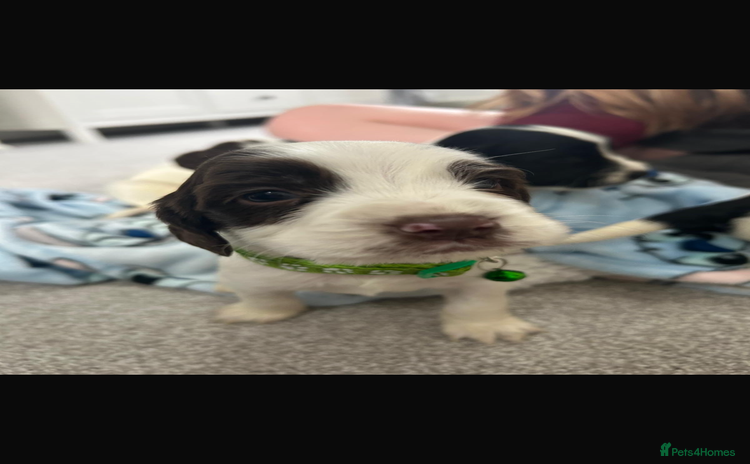 Sprocker dogs - Advert 1