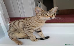 Savannah cats for sale: Pedigree Early generation TICA Reg Savannah Lady in Darlington - Image 4