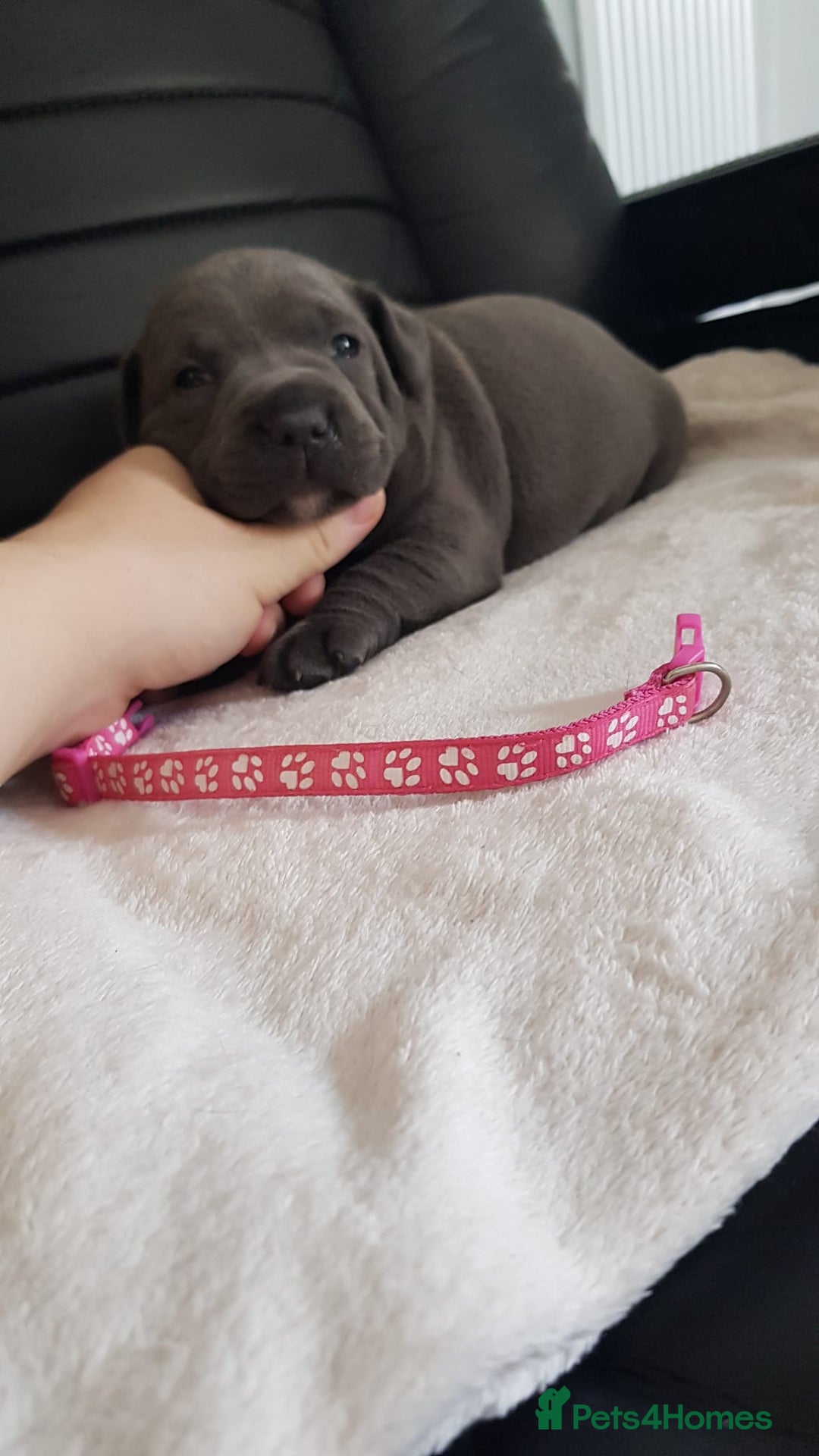 Staffordshire Bull Terrier dogs for sale: Beautiffull KC Staffordshire bull terrier  pups. - Image 10