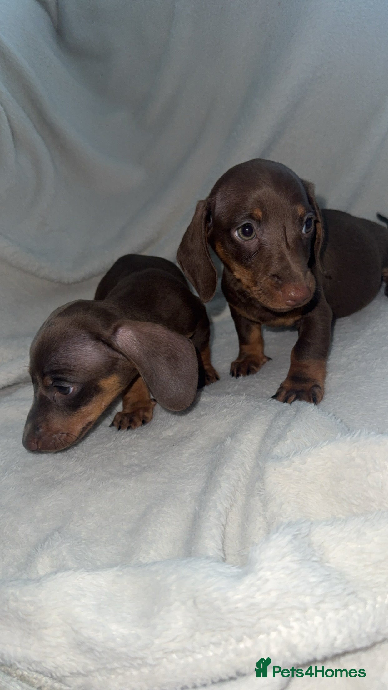 Dachshund dogs 2 TRUE MINIATURE CHOCOLATE AND TAN DACHSHUNDS - Advert 3