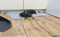Mixed Breed dogs for sale: Dottie  - Image 2