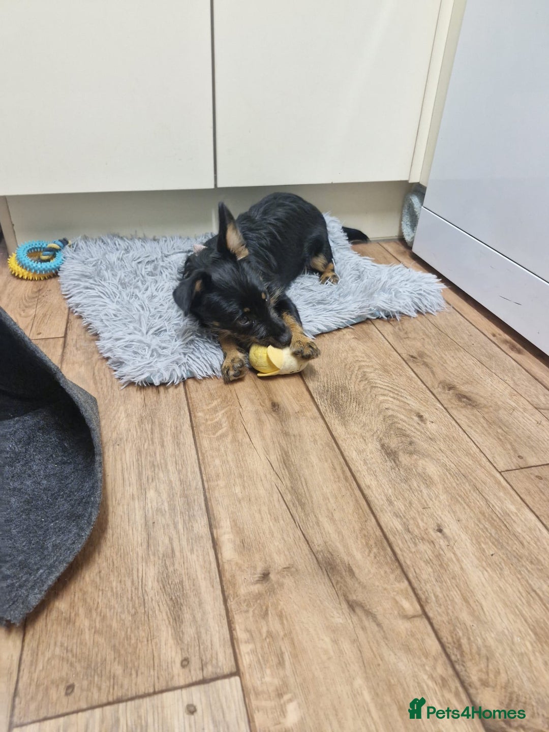 Mixed Breed dogs for sale: Dottie  - Image 2