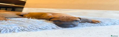 Honey - orange collar 