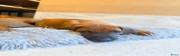 Rhodesian Ridgeback dogs for sale: Outstanding Rhodesian Ridgeback puppies ready 4wk - Advert 6