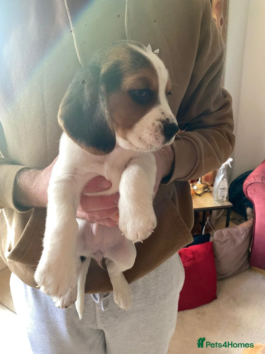Beagle dogs for sale: Beautiful home reared chunky beagle pups - Advert 9