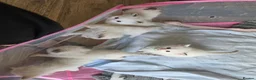 Ragdoll cats for sale: Pure ragdoll kittens  - Advert 12