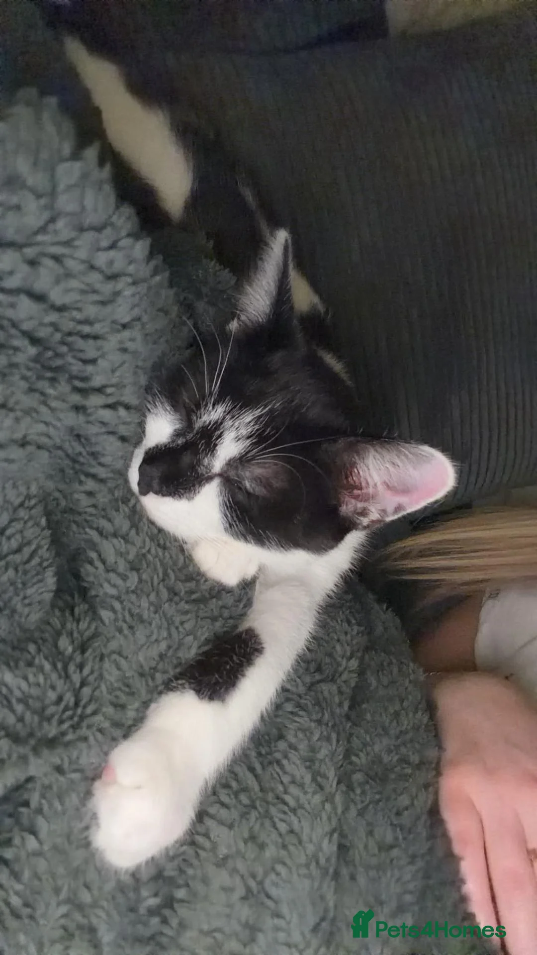 Mixed Breed cats for sale: Two male cats for rehoming - Advert 4