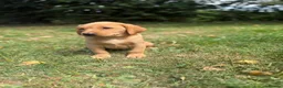 Labrador Retriever dogs for sale: Kc reg ftch Labrador puppies - Advert 23