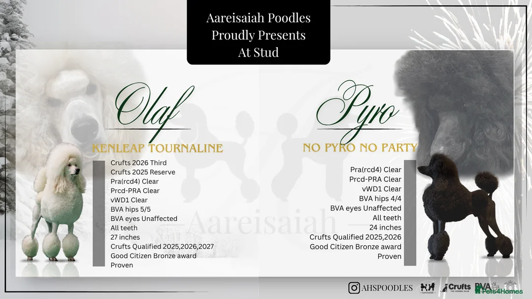 Standard Poodle dogs for stud: Proven Black and Cream Standard Poodles for stud - Advert 1