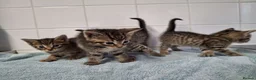 British Shorthair cats for sale: pure tabby kittens - Advert 4