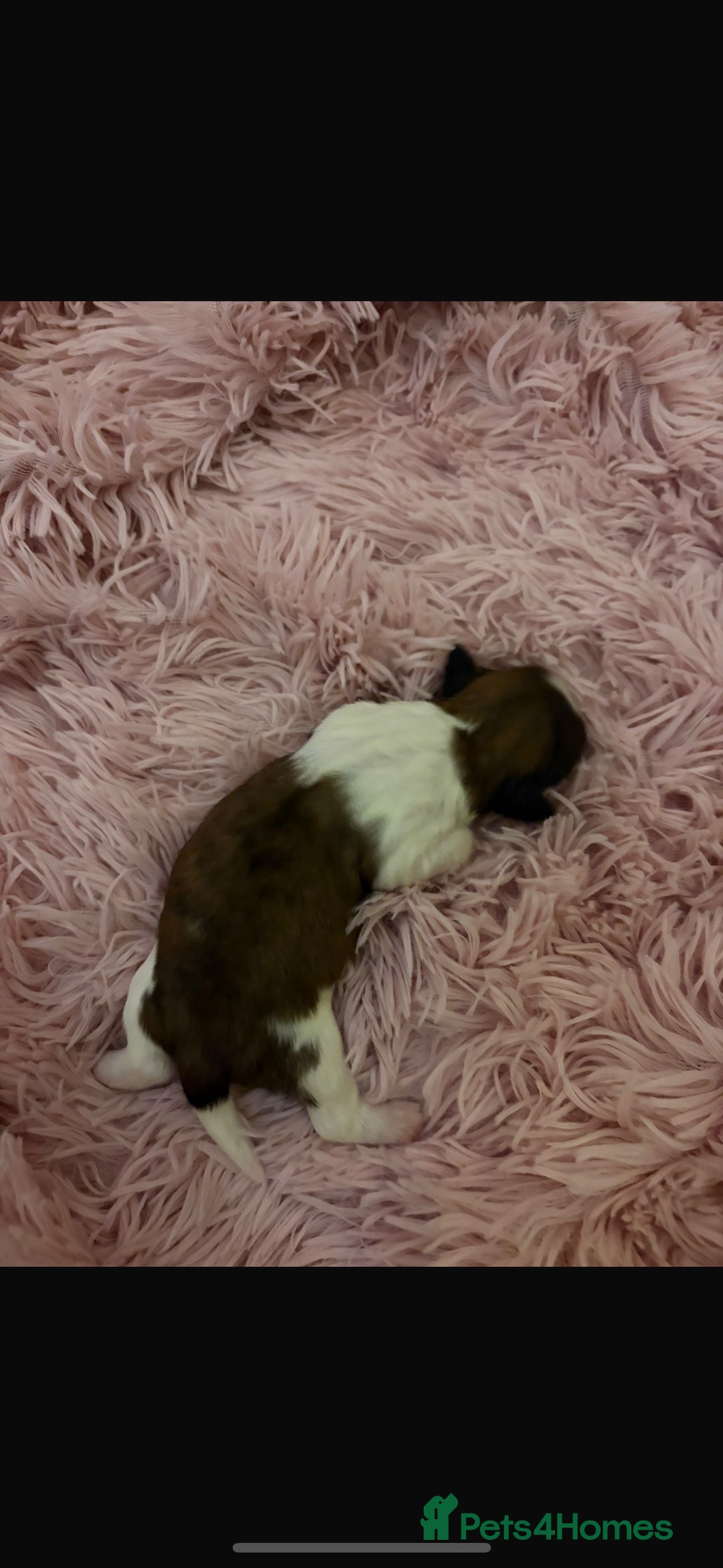 Shih Tzu dogs for sale: Shih Tzu puppies - Advert 15