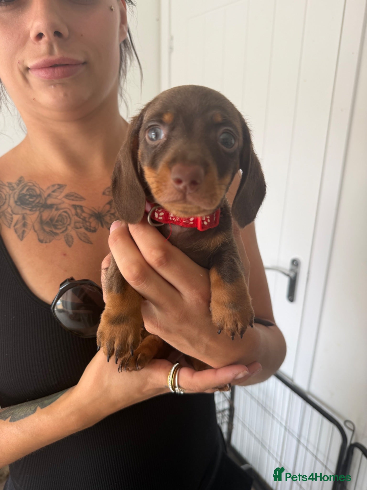 Miniature Dachshund dogs READY NOW- Minature Dachshund Puppies  - Advert 1