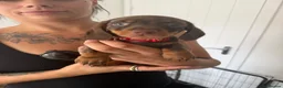 Miniature Dachshund dogs for sale: Fully vaccinated READY NOW Minature Dachshund Pups - Advert 12
