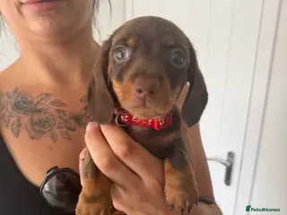 Miniature Dachshund dogs READY NOW- Minature Dachshund Puppies - Advert 1