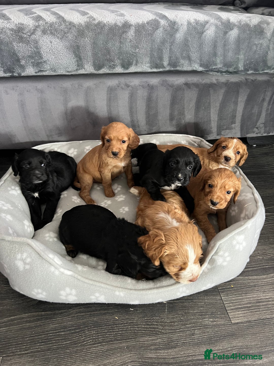 Cocker Spaniel dogs for stud: RED KC STUD DOG  in Bishop Auckland - Advert 15