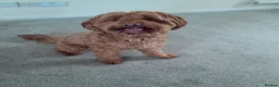 Cockapoo dogs for sale: Stunning Cockapoo Puppies  - Advert 7