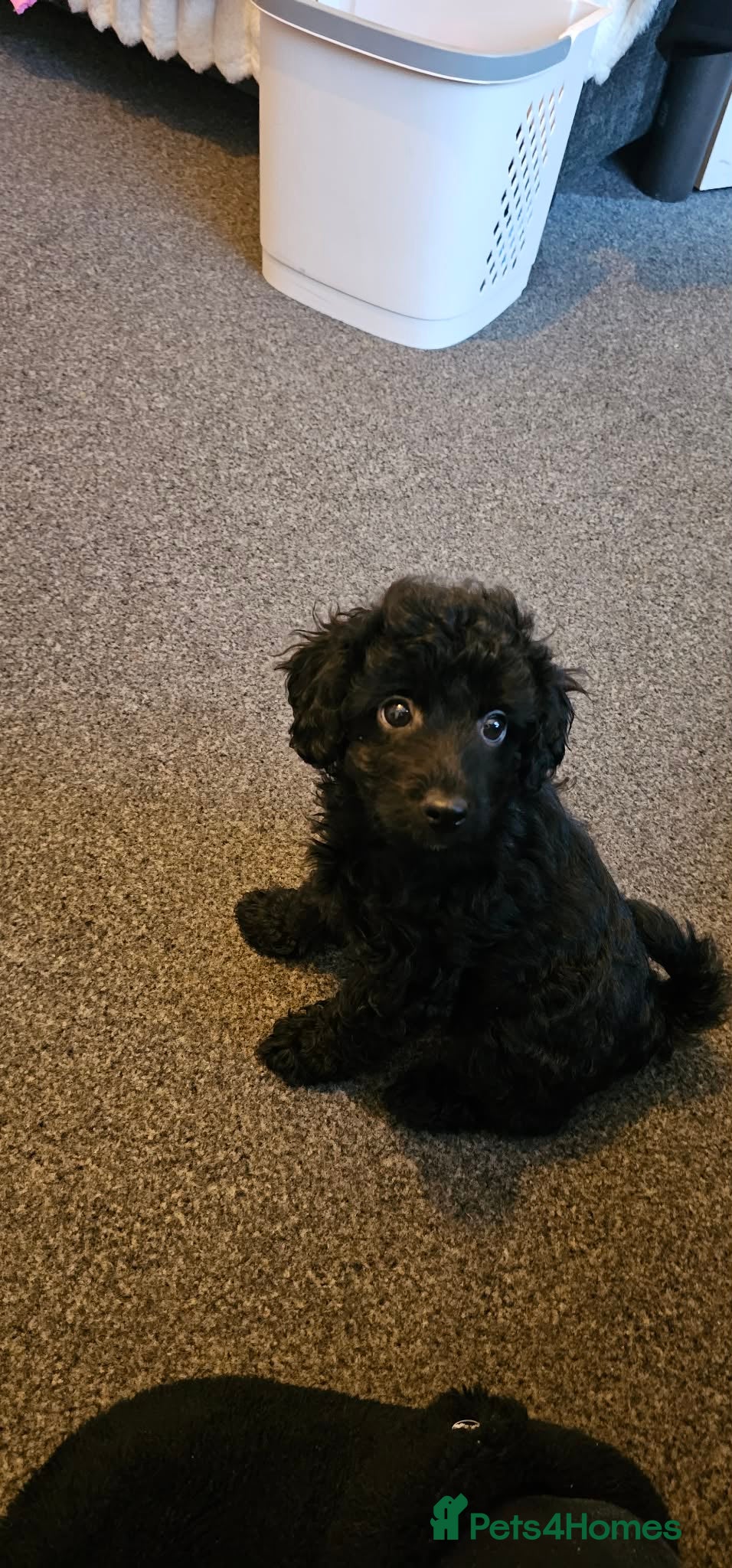 Cavapoo dogs One girl left F1b Cavapoos ready to leave now - Advert 7