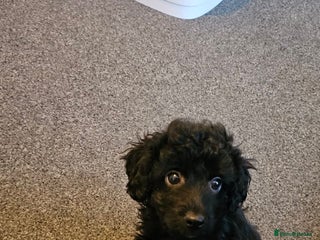 Cavapoo dogs One girl left F1b Cavapoos ready to leave now - Advert 12