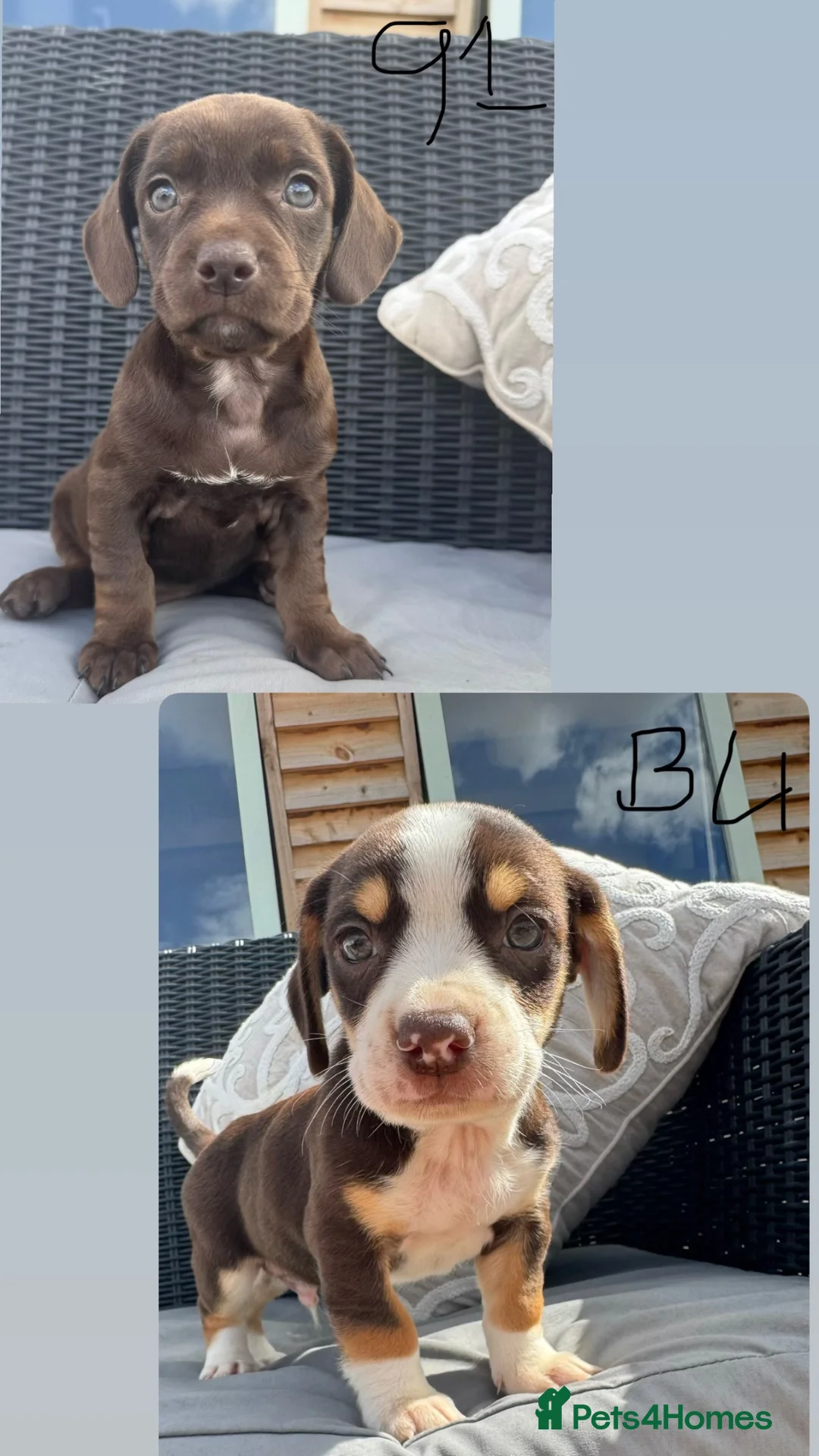 Mixed Breed dogs for sale: CHI SPANIEL PUPPIES READY 5th SEP - Advert 2