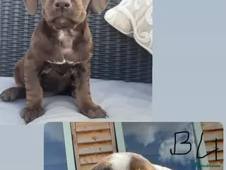 Mixed Breed dogs CHI SPANIEL PUPPIES READY 5th SEP - Advert 14