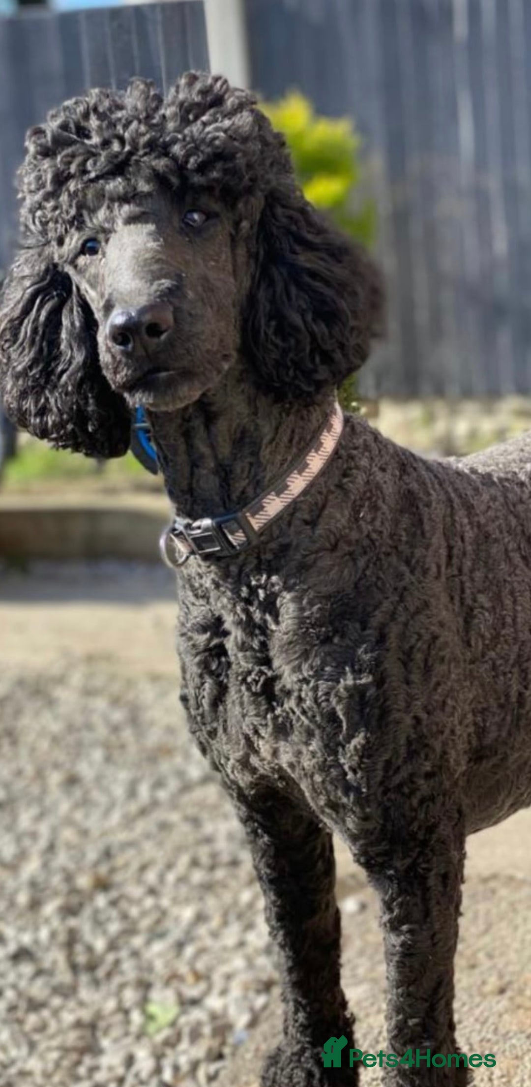 Goldendoodle dogs for sale: Beautiful doodles looking for forever homes - Image 5