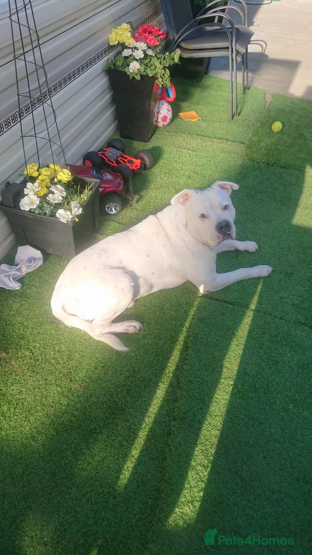 American Bull Staffy dogs for sale: American Staffordshire bully male - Image 1
