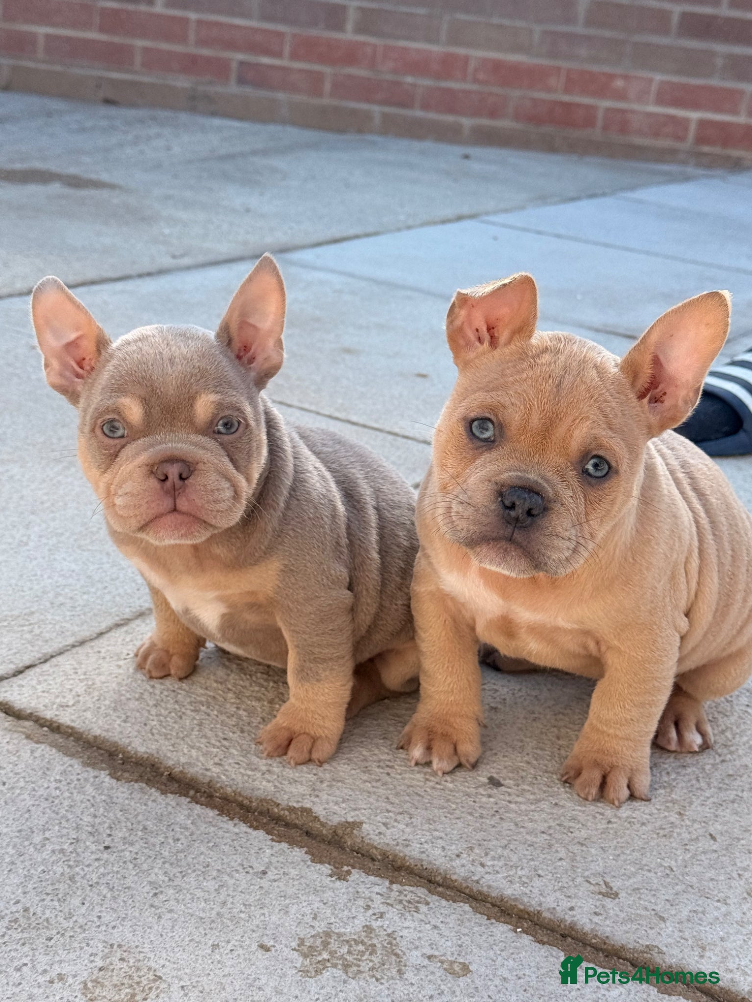 American Bully dogs Nano and micro bully’s  - Advert 1