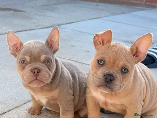 American Bully dogs Nano and micro bully’s - Advert 1