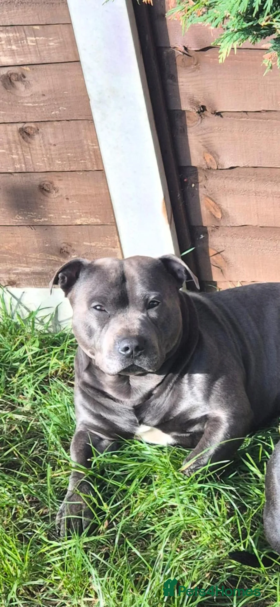 Staffordshire Bull Terrier dogs for stud: Staffordshire bull terrier for stud Thor! - Advert 1