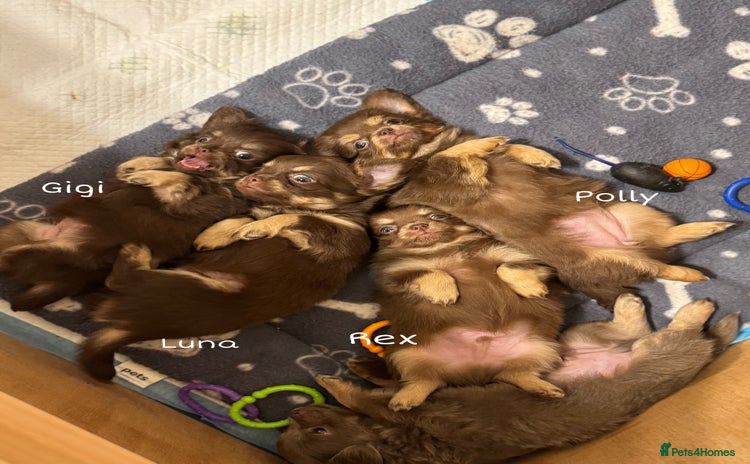 Chihuahua dogs - Advert 1