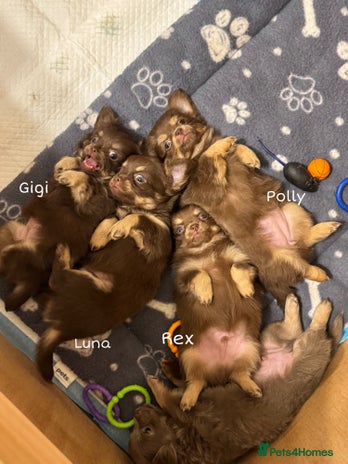 Chihuahua dogs - Advert 1